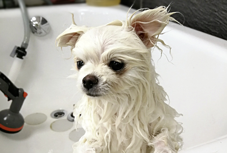 Hund badet beim Hundefriseur